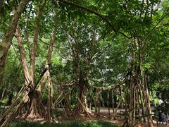 -中国科学院西双版纳热带植物园