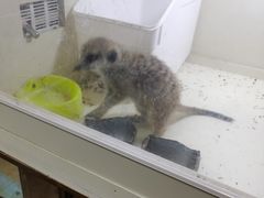 -猫色咖啡·猫咖