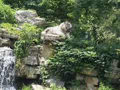 -上海野生动物园