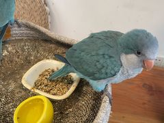 -吉丁鸟咖·异宠·寄养