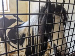 -北京群众马术培训基地