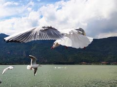 -海埂大坝