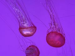 -沈阳海洋探索中心