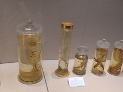 -广东中医药博物馆