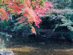 -秋霞圃