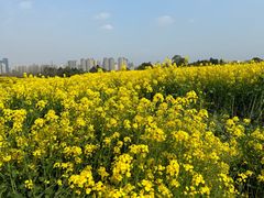 -三圣花乡旅游区