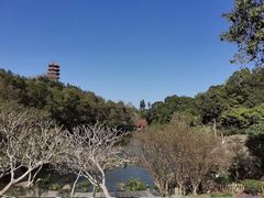 -深圳仙湖植物园