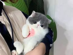 -欣宠猫屋·矮脚拿破仑·蓝金金渐层