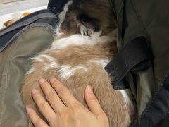 -申普宠物医院·心脏介入·心血管微创(总院)