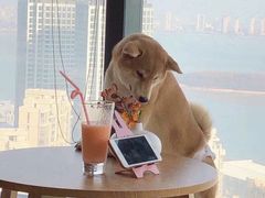 -柴犬小屋·柴餐厅·狗咖食堂(金鼎广场店)