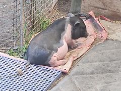 -小鱼草莓采摘园农家乐·小鱼餐厅