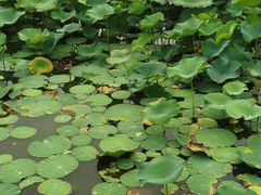 -南翔镇银翔湖公园