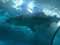 -瑞普利水族馆