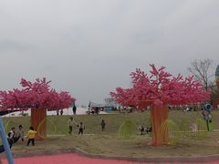 -空港花田景区