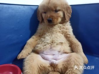 店里面的宠物都是可以售卖的，还都很健康