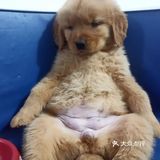 店里面的宠物都是可以售卖的，还都很健康