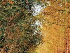 -合肥滨湖国家森林公园