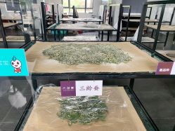 点击看大图 -太湖雪蚕桑文化园