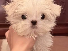 -博特宠物医院24h犬猫全科.骨科·异宠