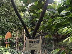 -呀路古热带植物园