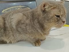 -喵园·猫主题咖啡厅·撸猫·猫咖(国贸店)