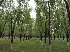 -东郊湿地公园