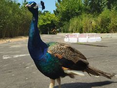 -西霞口神雕山野生动物世界