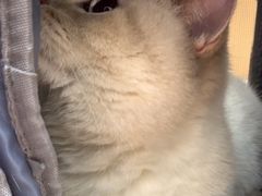 -瑞派康怡24h宠物医院·犬猫医疗中心·微创绝育(瑞景分院)