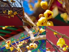 -国家植物园
