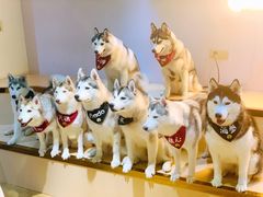 -Husky Go! 哈士奇体验馆·宠物咖啡厅狗咖