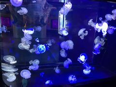 -烟台海昌鲸鲨海洋公园