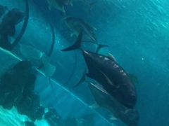 -苏州海洋馆