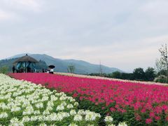 -径山花海