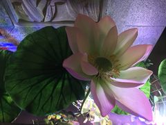 -韵秋荷(宝山龙湖天街店)