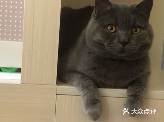 地理位置： 宜宾本地 有没有要找男朋友的蓝猫美眉我家