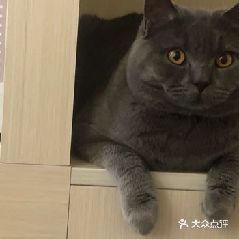 地理位置: 宜宾本地 有没有要找男朋友的蓝猫美眉我家