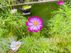 -紫鹊界梯田景区