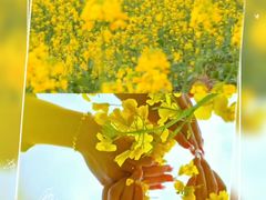 -西京湾花海