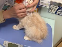 -宠福鑫康馨动物医院·骨科·眼科