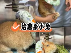 -立德异宠动物医院.兔鸟爬.内窥镜(天河店)