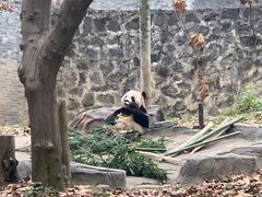 -都江堰中华大熊猫苑