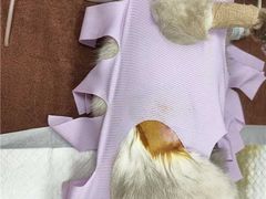 -瑞鹏宠物医院·普外科·影像科·皮肤科(城市山谷分院)