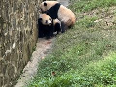 -都江堰中华大熊猫苑