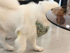 -共舞时光猫咖·狗咖(新街口店)