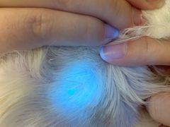-瑞派·关忠动物医院·猫专科·犬专科(三环新城店)