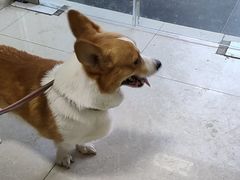 -瑞派福兴宠物医院犬猫全科·骨科·中西医结合(河东店)