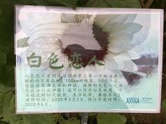 -野狸岛
