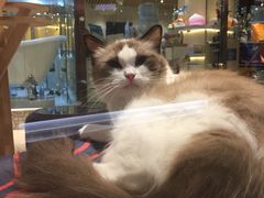 -momokira米努特·德文卷毛猫·棉花面纱犬