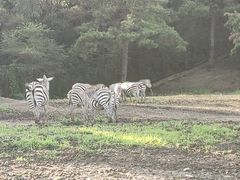 -沈阳森林动物园