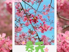 -天适樱花悠乐园